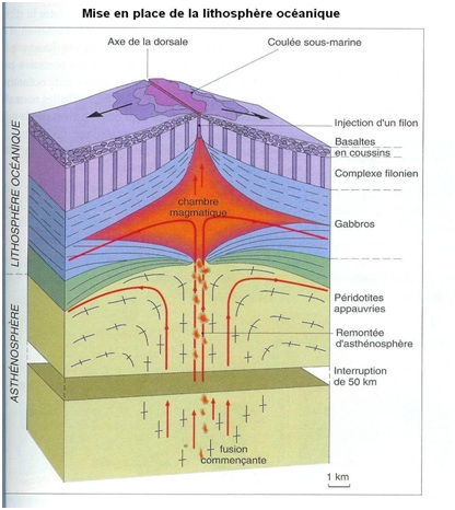 Mise en place de la lithosphere oceanique